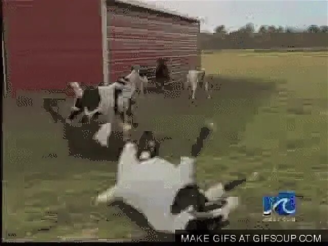 Five Fainting Goats - Album on Imgur