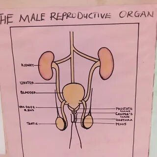 Diagram of a male reproductive organ