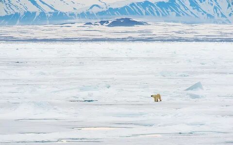 Polar Bear on Fast Ice - Tony Moss Wildlife Photographer