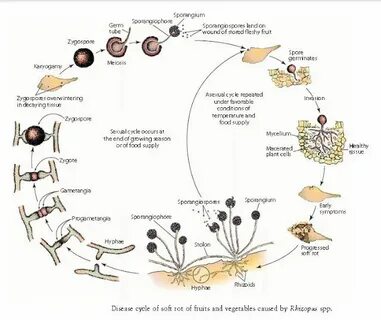 دورة حياة الفطر Rhizopus spp المسبب مرض العفن الطري في ثمار 