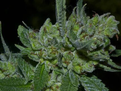 Purple Pussy Cannabis Strain Information bluetechproject.eu