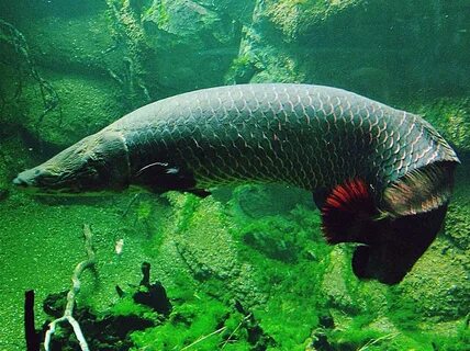 Гигантская Арапайма: фото, внешний вид рыбы, описание