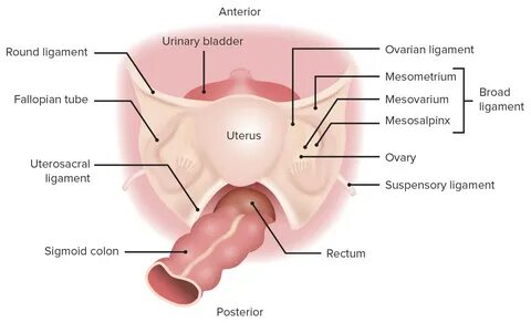 Uterus, Cervix, and Fallopian Tubes: Anatomy Concise Medical