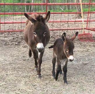 Baby Donkey For Sale - proverdesign