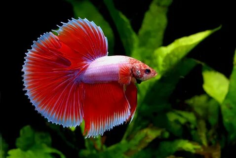 Betta Fish: Everything You Need to Know About the Species ht