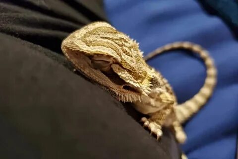 Bearded dragons show they like you by trust such as closing 