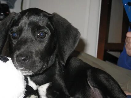 Black Lab Blue Tick Mix - Floss Papers