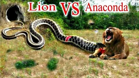 LION vs ANACONDA Fight Lion vs Anaconda Who Would Win? Lion 