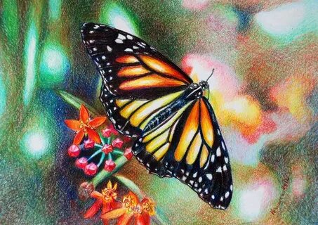 Veronica Winters - Butterfly (Colored Pencil) Color pencil s