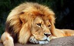 lion " Page 12 HD wallpapers, backgrounds