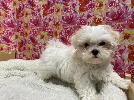 Maltese-DOG-Male-wh, cr mkgs-2701808-Petland San Antonio