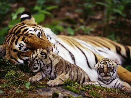 Скачать обои тигр, природа, животные, на природе, животно е 