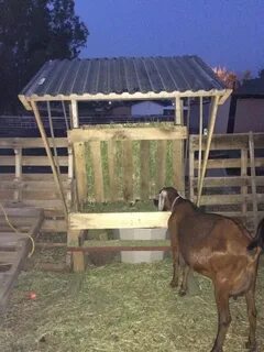 Goat Feeder Using Pallet Boards A Life of Heritage Goat farm