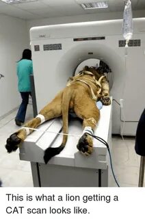 This Is What a Lion Getting a CAT Scan Looks Like Meme on aw