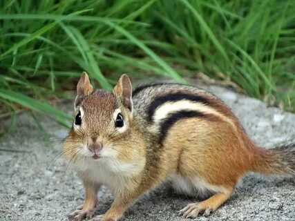 /difference+between+chipmunk+and+squirrel
