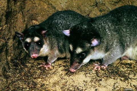 Philander opossum (Gray Four-eyed Opossum) - Image BioLib.cz