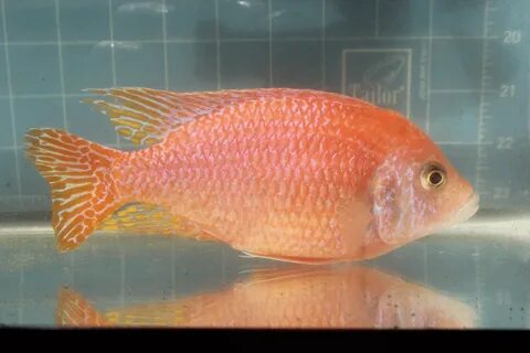 Dragon Blood Peacock Cichlid Genetics - Goliad Farms