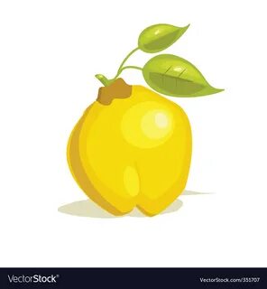 Quince Royalty Free Vector Image - VectorStock