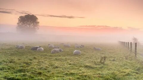 colorful, Green, Mist, Sunlight, Field, Sky, Sheep, Animals 