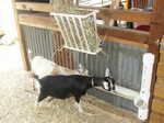 Goat House Plans Homemade Hay Feeders For Goats And Their Vi