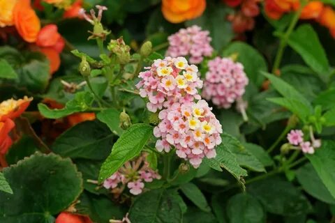 Lantana camara