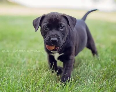 All Black Pitbull Puppies - Dog Pictures Blog Pitbull puppie