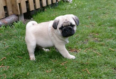 Baby Pugs Wallpapers - Wallpaper Cave