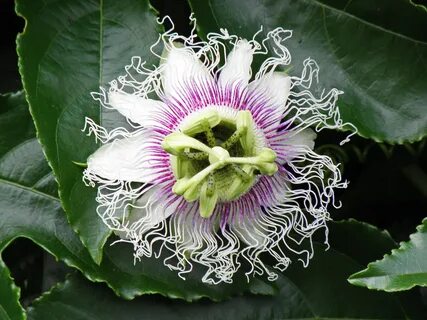 Flor de la pasion / Passion flower Passiflora edulis eduli. 