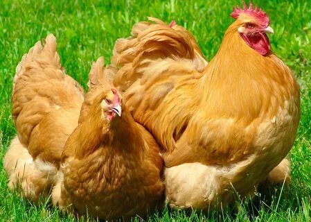 What is Buff Orpington Chicken Breed - Agriculture Guide