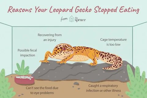 What to Do if Your Leopard Gecko Stops Eating