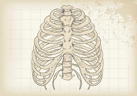 Rib Cage Vector Art, Icons, and Graphics for Free Download