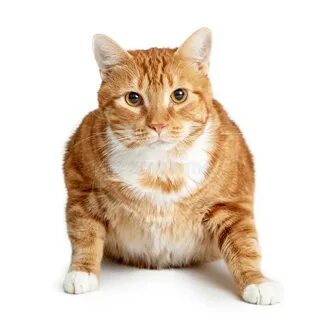 Overweight Mixed Breed Tabby Cat Laying Stock Image - Image 