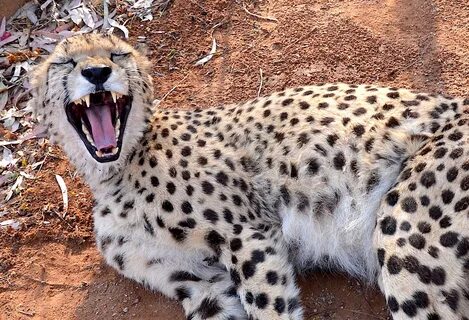File:Cheetah on a Farm in Namibia.jpg - Wikimedia Commons