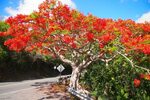 tree Archives - Uncommon Caribbean