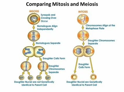 Cell Division (Continued) - Meiosis - ppt video online downl