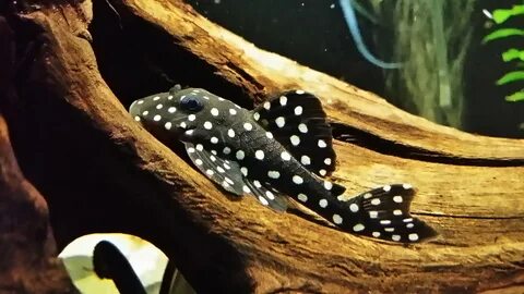 Plecostomus Related Keywords & Suggestions - Plecostomus Lon