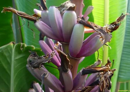 Banana Gallery - Musa Ornata 'Royal Purple' bloom (1)