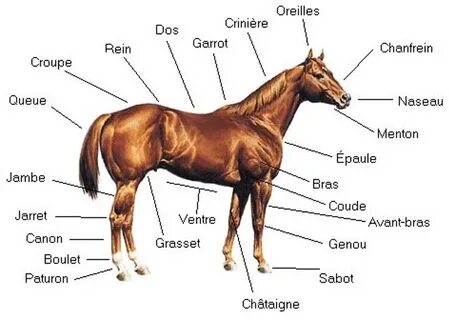 Le temps requis pour s'occuper d'un cheval