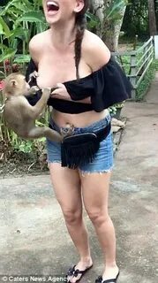 Cheeky monkey tries to pull tourist's top down in Thailand D