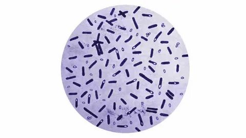 FDA reportedly approves two-minute coronavirus antibody test