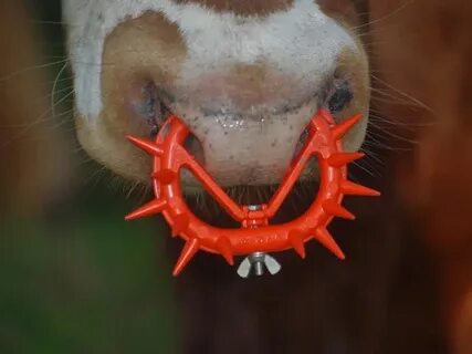 The Spiked Nose Ring: A Symbol for All Dairy Cruelty Mother 