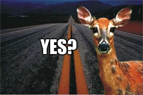Yes? - Deer in Headlights - quickmeme