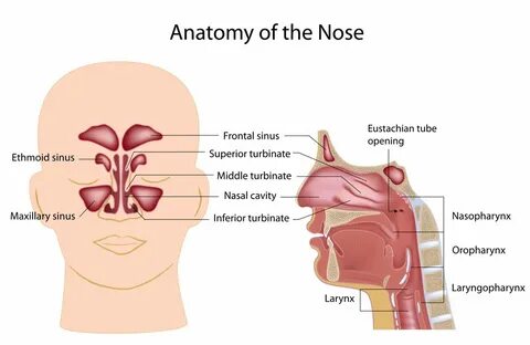 nose-anatomy - Fort Worth ENT & Sinus