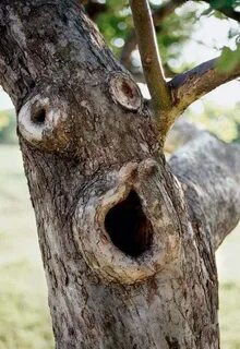 Seeing Faces In Funny Places (12 Pics) Weird trees, Tree fac