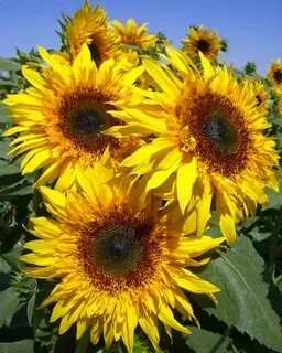 Starburst ™ Panache Sunflowers in 2020 Types of sunflowers, 