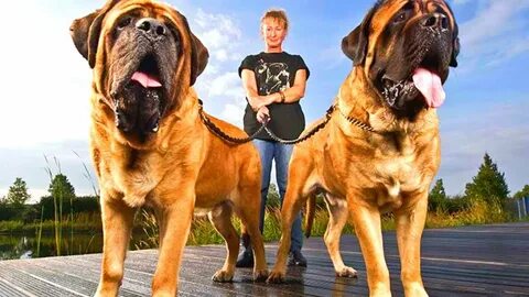 Top 10 Heaviest Dog breeds EVER - YouTube