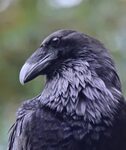 voiceofnature Raven bird, Bird photography, Raven