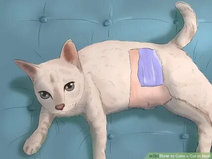 Cat In Heat Remedy - Food Ideas