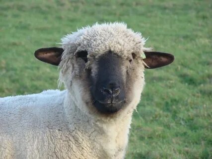 Free Images : pasture, sheep, mammal, fauna, vertebrate, she