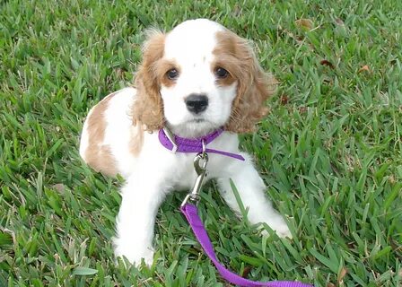 Cocker Spaniel Puppy - Pet Adoption and Sales